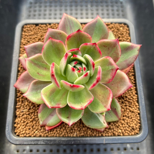 Echeveria Agavoides 'Star Boss' Variegated 3"-4" Succulent Plant Cutting