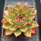 Echeveria Agavoides 'Star Boss' Lightly Variegated 2"-3" Succulent Plant Cutting