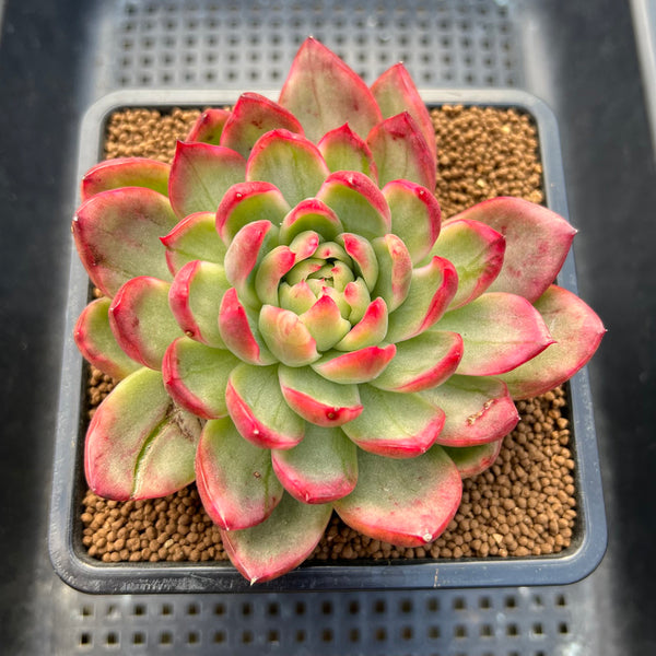 Echeveria 'Sun Rise' Variegated 4" Succulent Plant Cutting