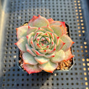 Echeveria sp. 2" Succulent Plant