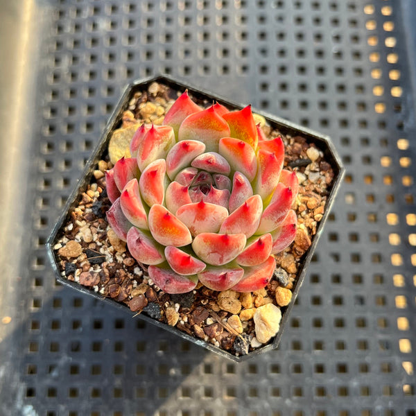 Echeveria 'Jackal' 2" Succulent Plant