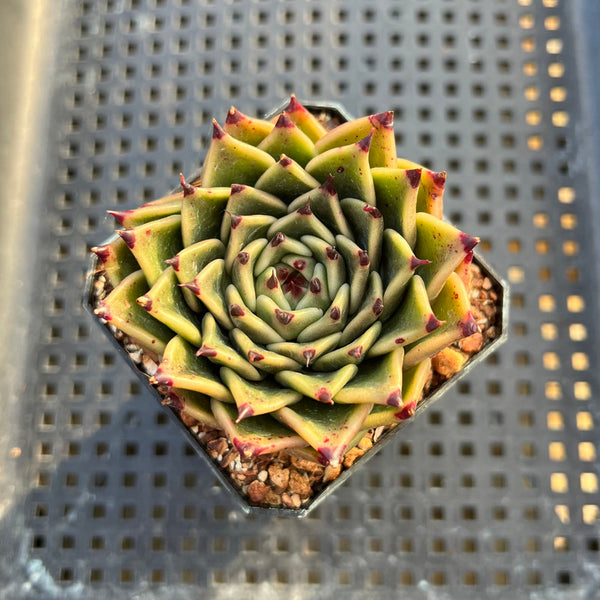 Echeveria 'Sarabony' 2" Succulent Plant