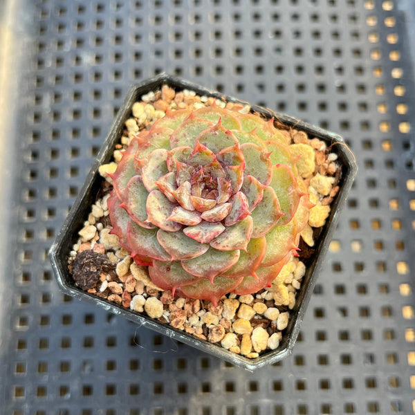 Echeveria 'Max Purple' 2" Succulent Plant