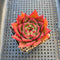 Echeveria sp. 2" Succulent Plant