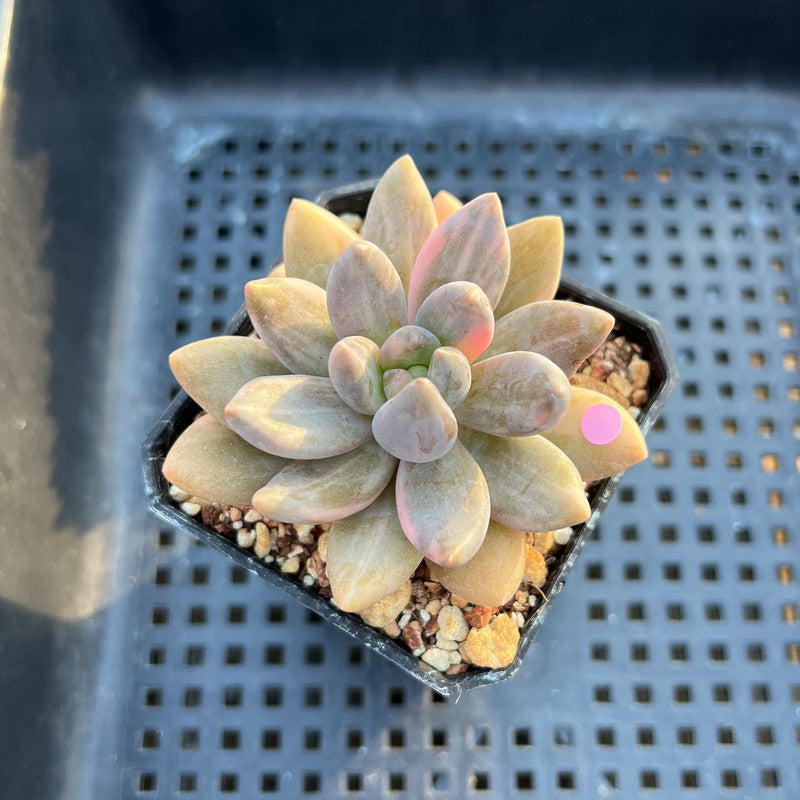 Pachyveria 'Blue Mist' Variegated 2"-3" Succulent Plant