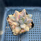 Pachyveria 'Blue Mist' Variegated 2"-3" Succulent Plant