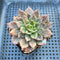 Echeveria 'Silver Prince' Variegated 2" Succulent Plant