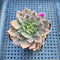 Echeveria 'Silver Prince' Variegated 2" Succulent Plant