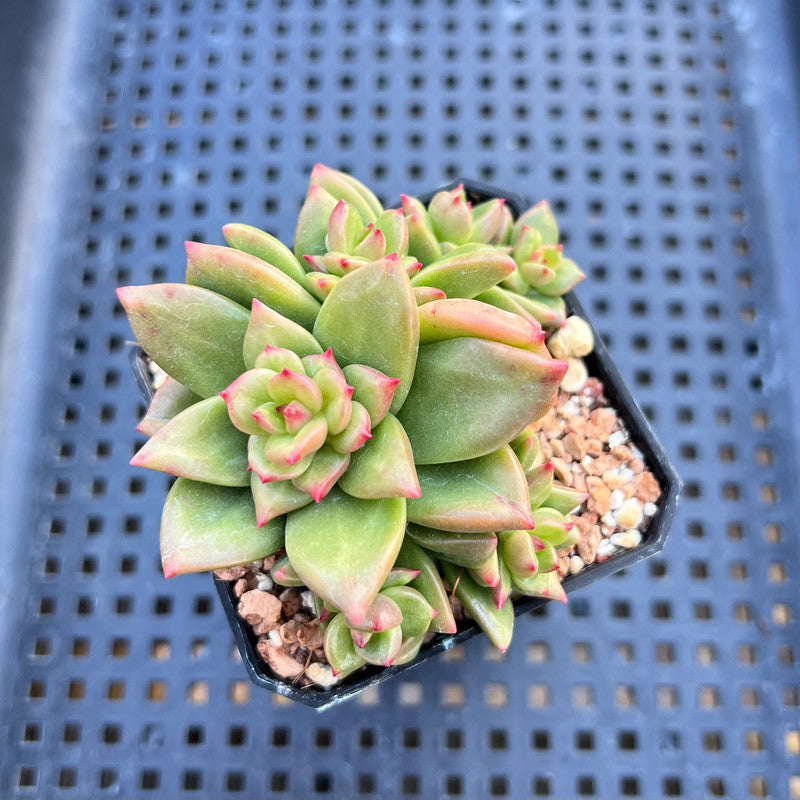 Echeveria 'Apple Flower' 3" Cluster Succulent Plant