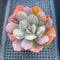 Echeveria 'Macaron' 3" Zusung Original Hybrid Succulent Plant