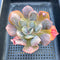 Echeveria 'Macaron' 3" Zusung Original Hybrid Succulent Plant