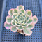 Echeveria 'Compton Carousel' Variegated 2" Succulent Plant