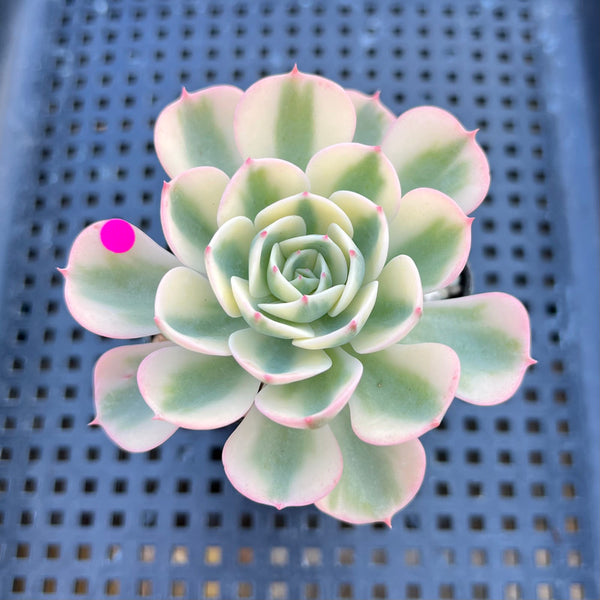 Echeveria 'Compton Carousel' Variegated 2" Succulent Plant