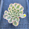 Echeveria 'Compton Carousel' Variegated 2" Succulent Plant