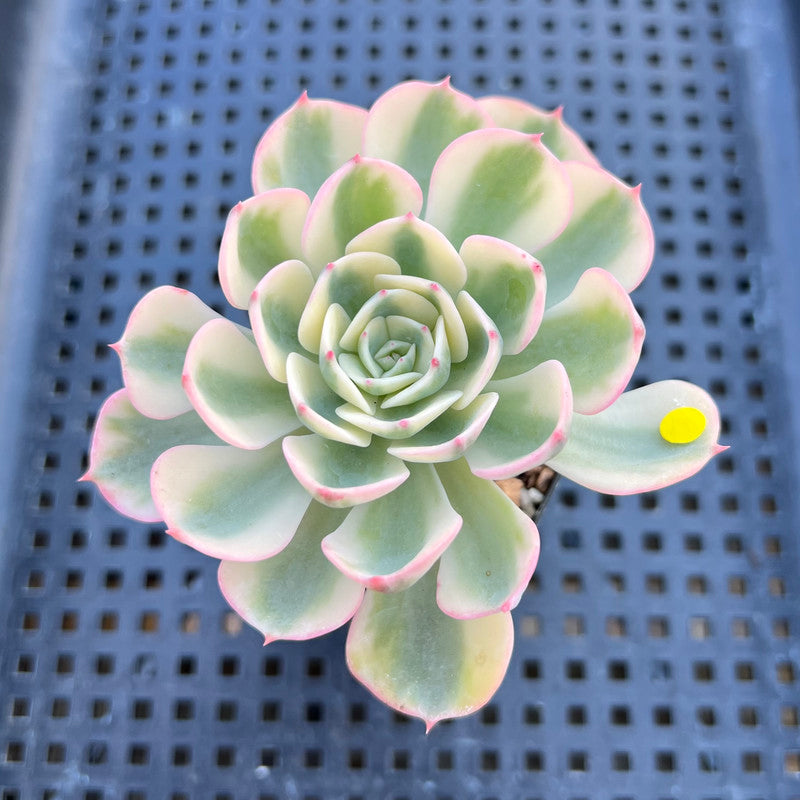 Echeveria 'Compton Carousel' Variegated 2" Succulent Plant