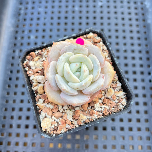 Echeveria 'Snow Garden' 2" Succulent Plant