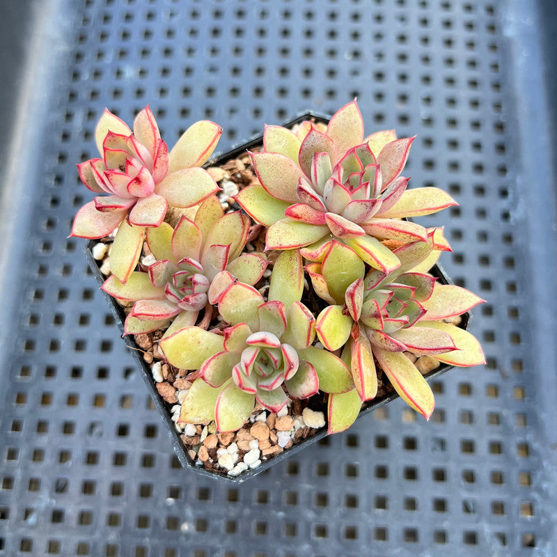 Echeveria 'Rika' 2"-3" Succulent Plant