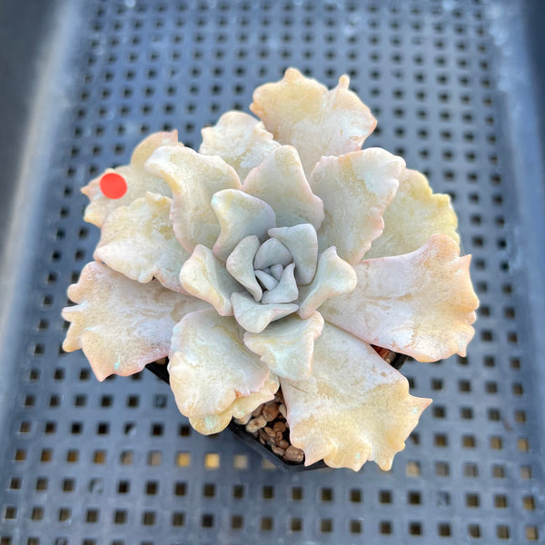 Echeveria 'Crispate Beauty' 2" Succulent Plant