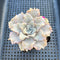 Echeveria 'Crispate Beauty' 2" Succulent Plant