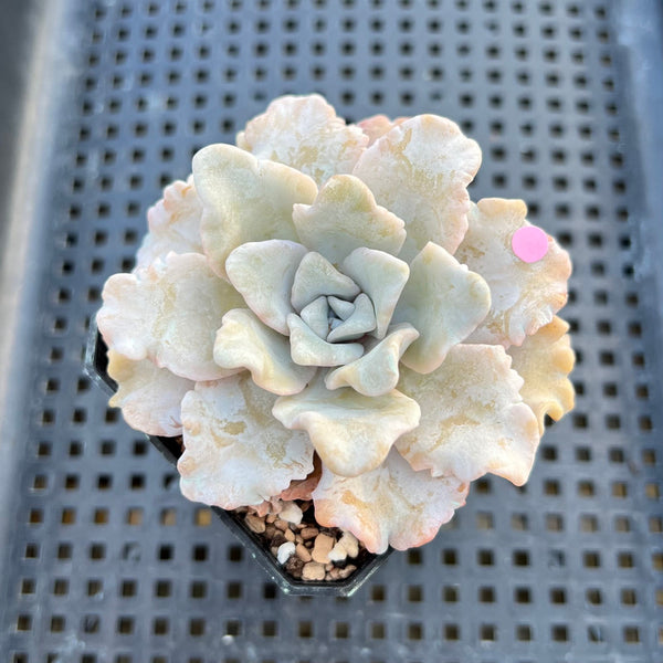 Echeveria 'Crispate Beauty' 2" Succulent Plant