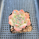 Echeveria 'Alba Beauty' 1”-2” Succulent Plant