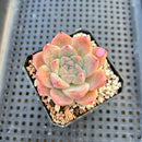 Echeveria 'Alba Beauty' 1”-2” Succulent Plant