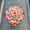 Echeveria 'Lotus' 2”-3” Succulent Plant