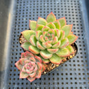 Echeveria sp. 2" Succulent Plant