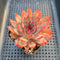 Echeveria 'Forte' 2" Succulent Plant