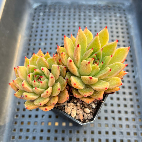 Echeveria Agavoides 'Bumble Bee' 2" Succulent Plant