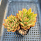 Echeveria Agavoides 'Bumble Bee' 2" Succulent Plant