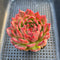 Echeveria 'Deep Red' 3"-4" Succulent Plant