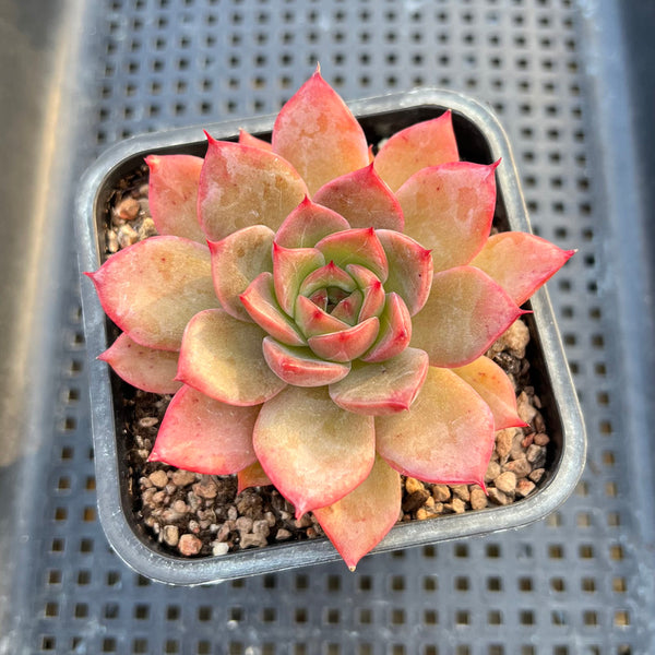 Echeveria 'Colorado' 3" Changhee Original Hybrid Succulent Plant