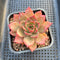 Echeveria 'Colorado' 3" Changhee Original Hybrid Succulent Plant