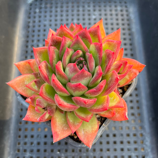 Echeveria 'Bradley' 3"-4" Succulent Plant