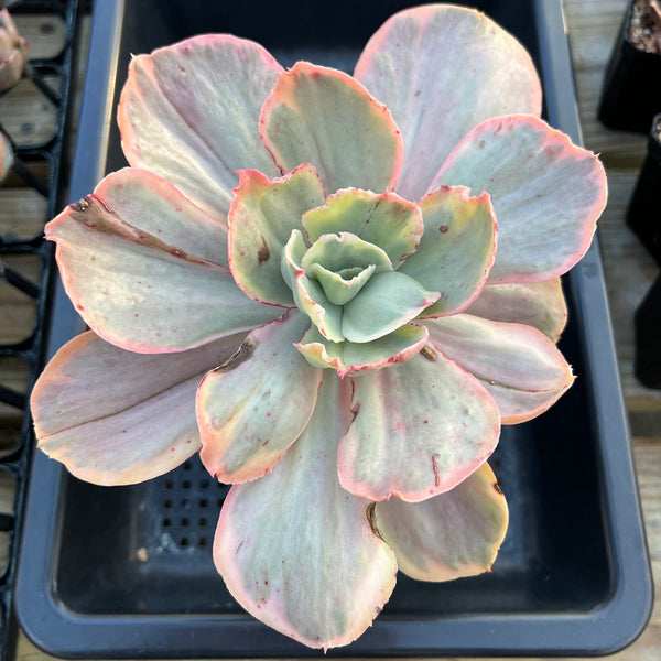 Echeveria sp. Variegated *Not a true Zusung Ice Age* 6" Succulent Plant