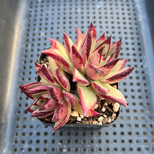 Echeveria Agavoides 'Ebony' 2" Succulent Plant