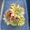 Echeveria Longissima 3" Large Cluster Succulent Plant