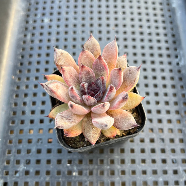 Echeveria 'Black Zaragoza' 2" Succulent Plant