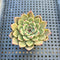 Echeveria sp. 2" Succulent Plant