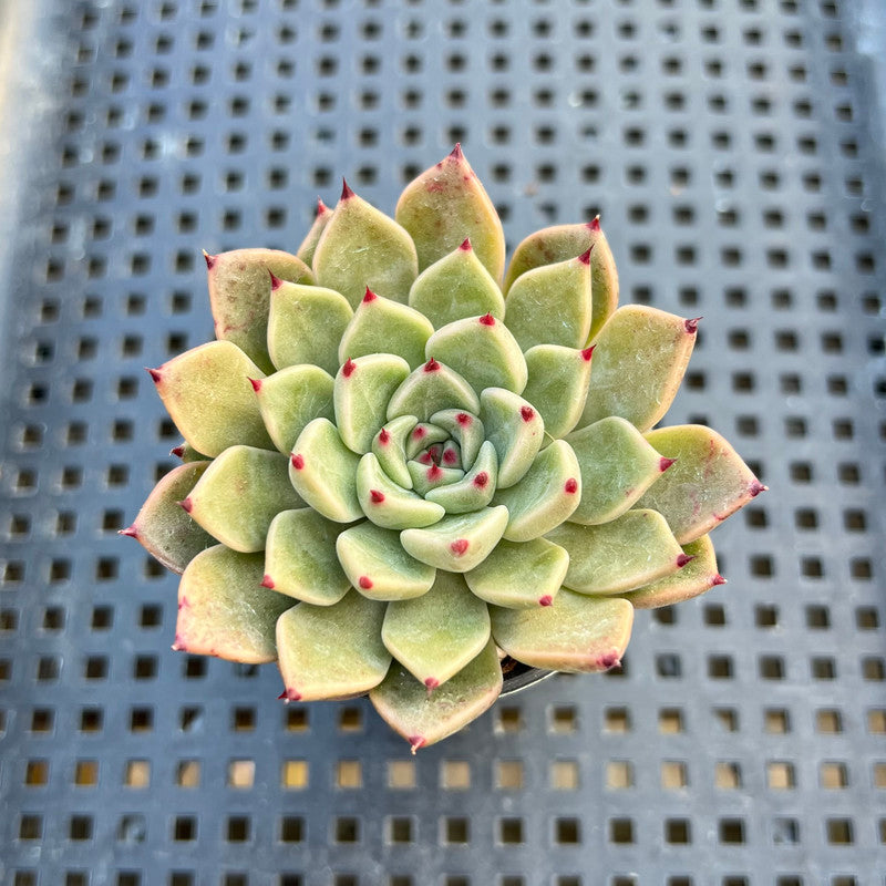 Echeveria sp. 2" Succulent Plant