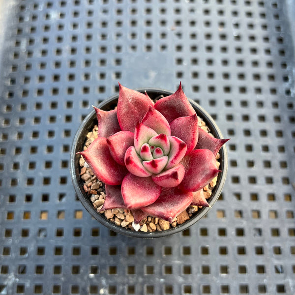 Echeveria Agavoides 'Romeo' 2" Succulent Plant