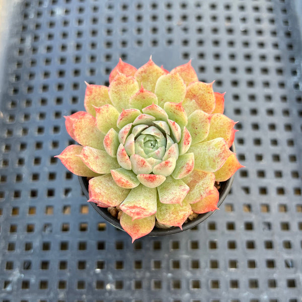 Echeveria sp. 2" Succulent Plant