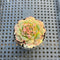 Echeveria Longissima Carunculated (Compact Form) 1”-2” Succulent Plant