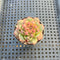 Echeveria Longissima Carunculated (Compact Form) 1”-2” Succulent Plant