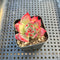 Echeveria 'Casio' Variegated 1" Succulent Plant