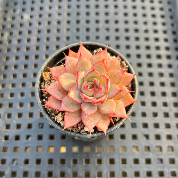 Echeveria 'Linjieana' 1" Succulent Plant