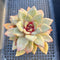 Echeveria 'German Champaign' 1" Succulent Plant