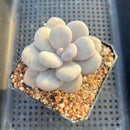 Pachyphytum Oviferum 'Moon Stone' 4" Succulent Plant