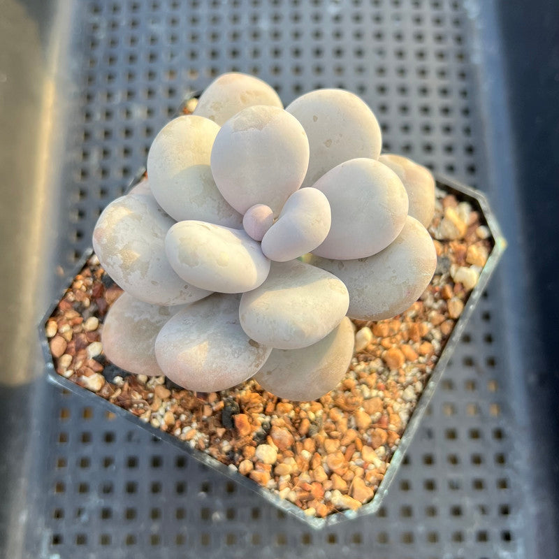 Pachyphytum Oviferum 'Moon Stone' 4" Succulent Plant